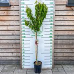 Čerešňa vtáčia (Prunus avium) ´BURLAT´ - skorá, výška 160-180 cm, obvod kmeňa: 4/6 cm, kont. C10L